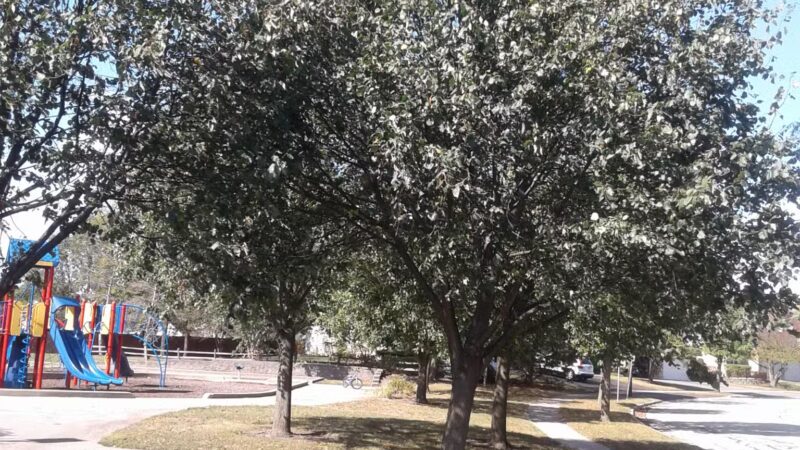 Meadows Park - Streamwood, IL