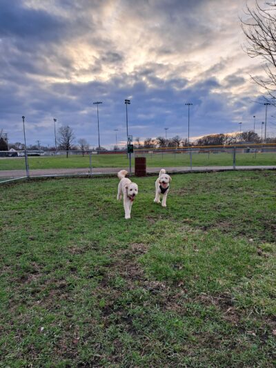 Lion’s Club Dog Park - Streator, IL