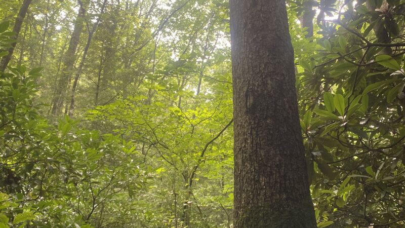 Bowers Creek Trail - Stroudsburg, PA
