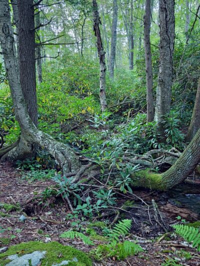 Bowers Creek Trail - Stroudsburg, PA