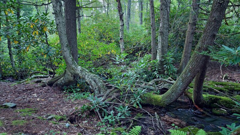 Bowers Creek Trail - Stroudsburg, PA