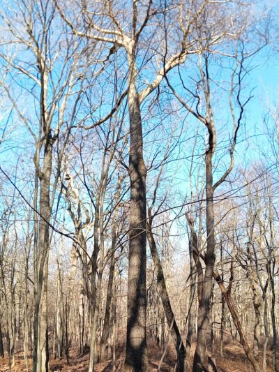 Conklin Park - Stroudsburg, PA