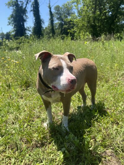 Glen Run Nature Preserve - Stroudsburg, PA