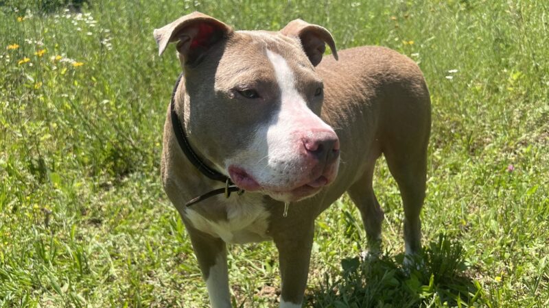 Glen Run Nature Preserve - Stroudsburg, PA