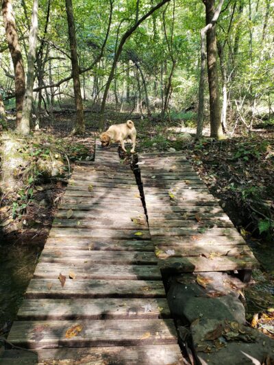 Glen Run Nature Preserve - Stroudsburg, PA