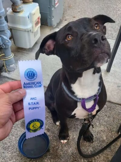 Sit, Stay, 'N Play - Stroudsburg, PA