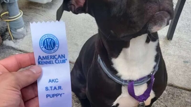 Sit, Stay, 'N Play - Stroudsburg, PA