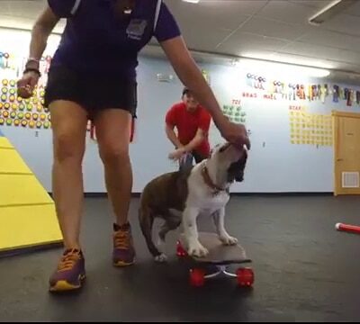 Sit, Stay, 'N Play - Stroudsburg, PA