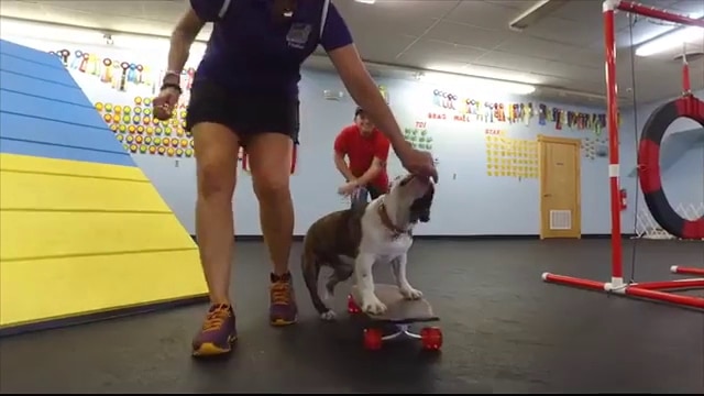 Sit, Stay, 'N Play - Stroudsburg, PA