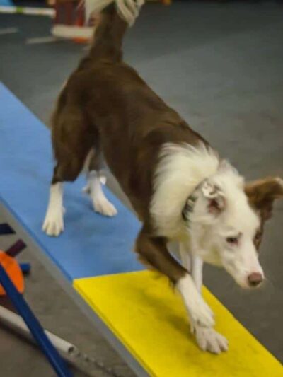 Sit, Stay, 'N Play - Stroudsburg, PA