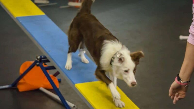 Sit, Stay, 'N Play - Stroudsburg, PA