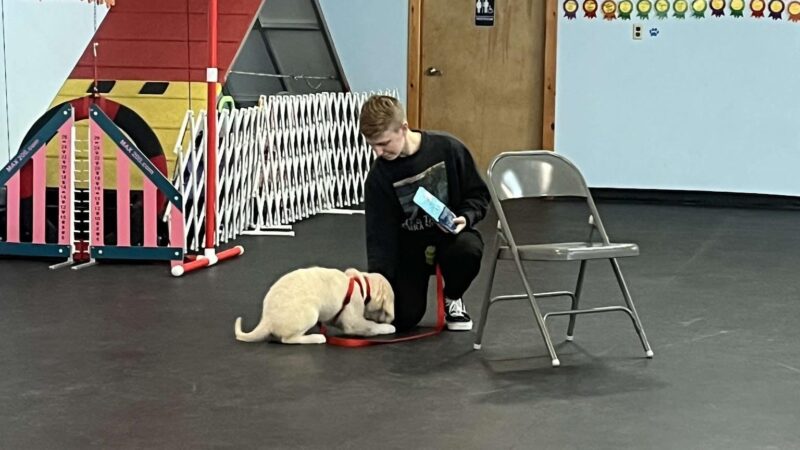 Sit, Stay, 'N Play - Stroudsburg, PA