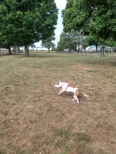 Old Depot Dog Park - Sturgis, MI