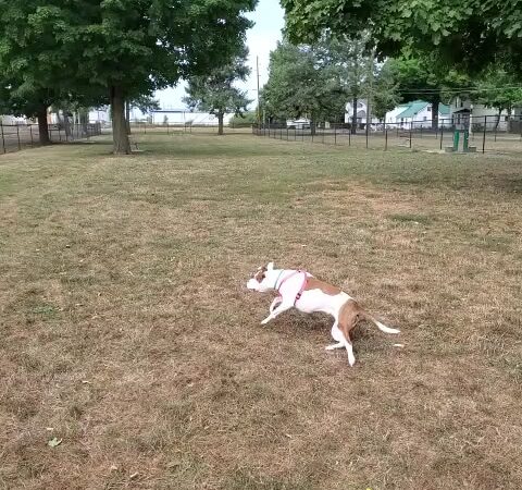 Old Depot Dog Park - Sturgis, MI