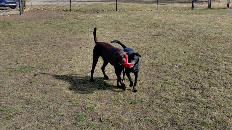 Old Depot Dog Park - Sturgis, MI