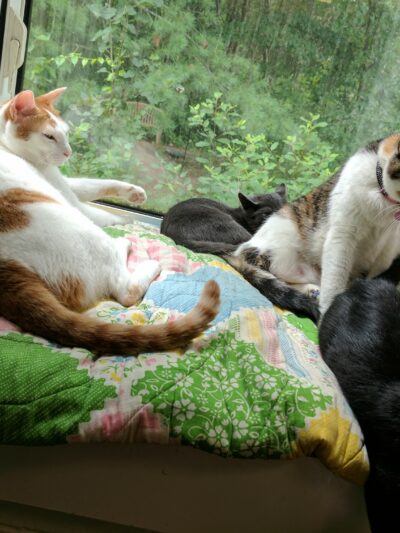 Buddy Dog Humane Society Inc - Sudbury, MA