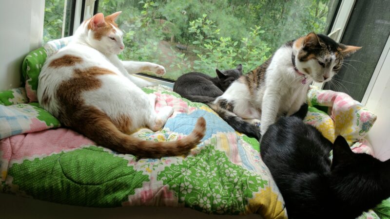 Buddy Dog Humane Society Inc - Sudbury, MA