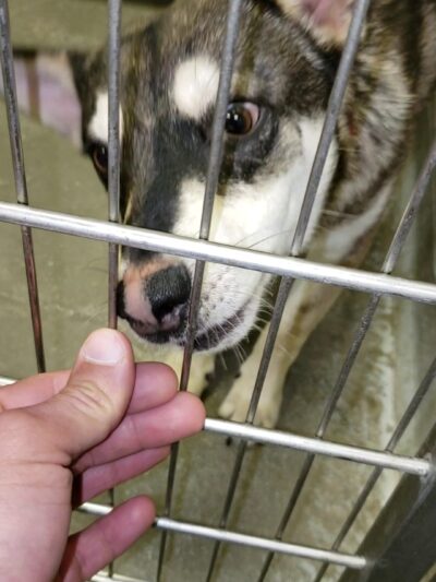 Buddy Dog Humane Society Inc - Sudbury, MA