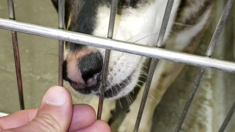 Buddy Dog Humane Society Inc - Sudbury, MA