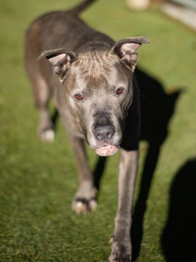 Buddy Dog Humane Society Inc - Sudbury, MA