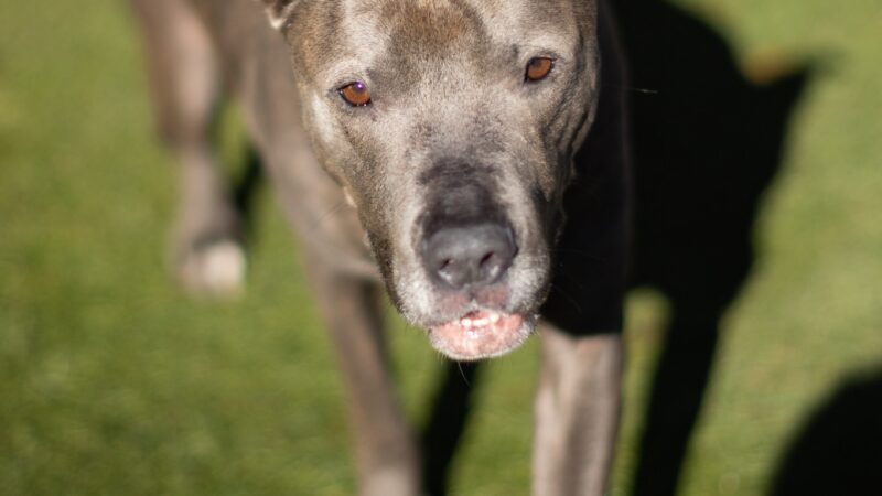 Buddy Dog Humane Society Inc - Sudbury, MA