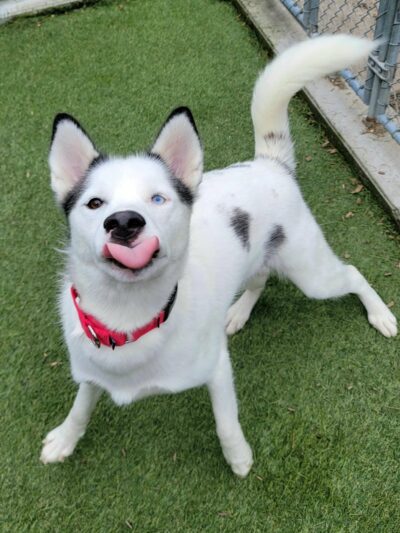 Buddy Dog Humane Society Inc - Sudbury, MA