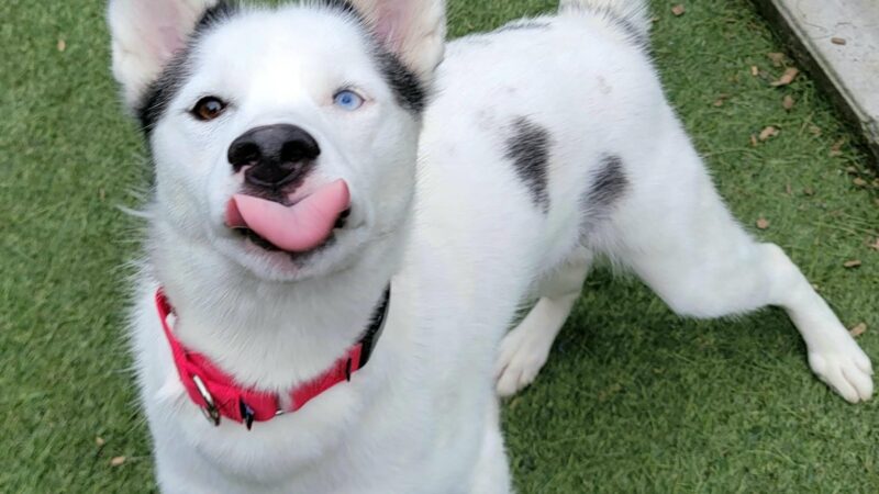 Buddy Dog Humane Society Inc - Sudbury, MA