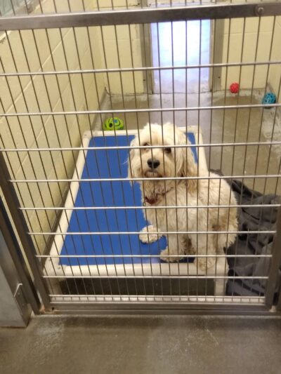 Buddy Dog Humane Society Inc - Sudbury, MA