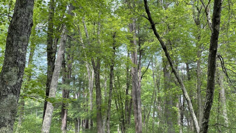 Great Meadows National Wildlife Refuge - Sudbury Unit - Sudbury, MA