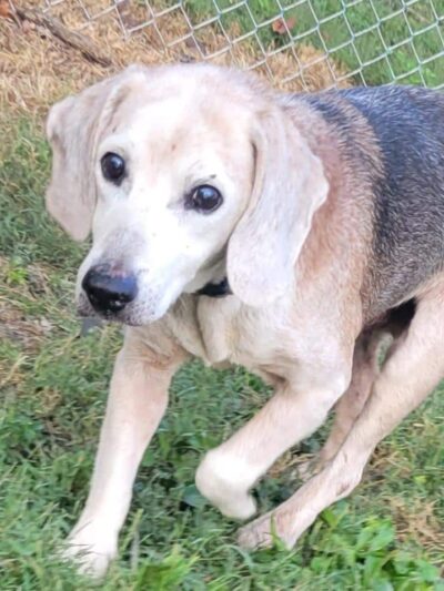 Hairyott Inn - Sullivan, IN