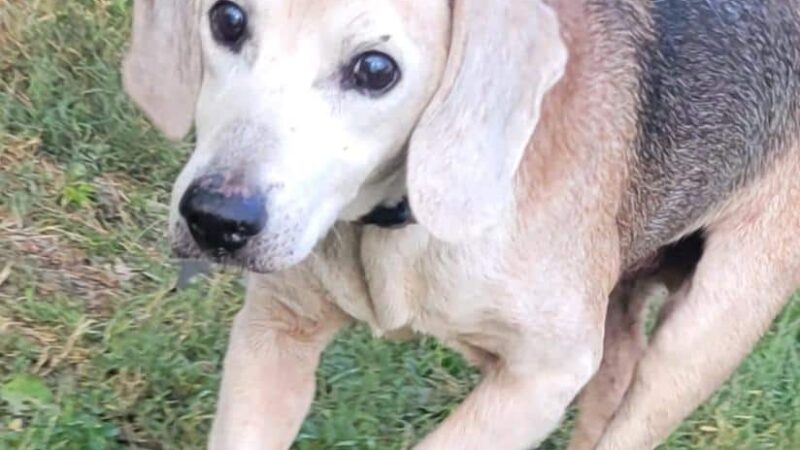 Hairyott Inn - Sullivan, IN