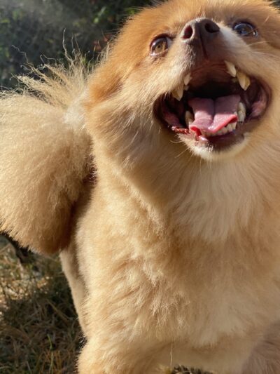 Hairyott Inn - Sullivan, IN