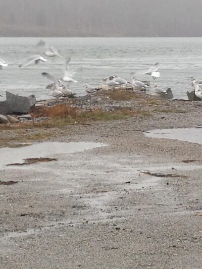 Sumner Memorial Park - Sullivan, ME