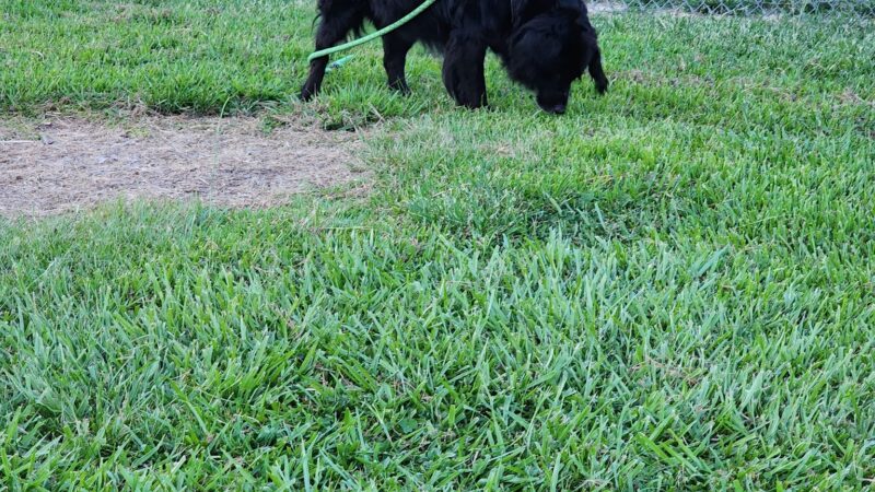 Pattison Complex - Sulphur, LA