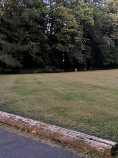 Grove Terrace Park - Summit, NJ