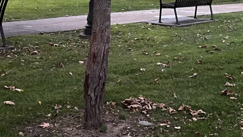 Summit Village Green - Summit, NJ