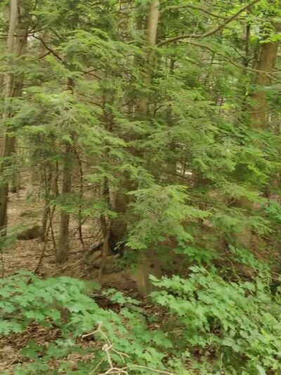 Sunderland Town Park - Sunderland, MA