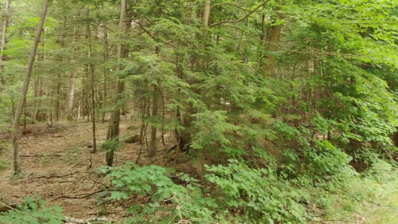 Sunderland Town Park - Sunderland, MA
