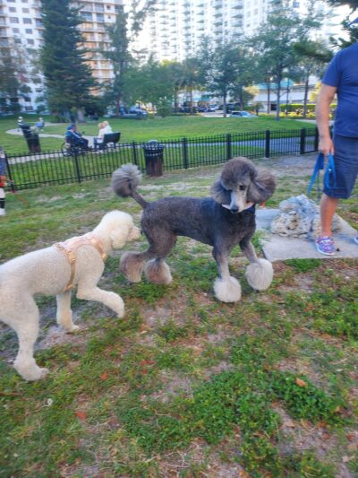 Winston Towers Dog Park - Sunny Isles Beach, FL