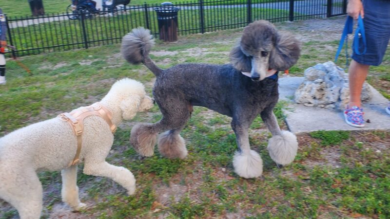 Winston Towers Dog Park - Sunny Isles Beach, FL