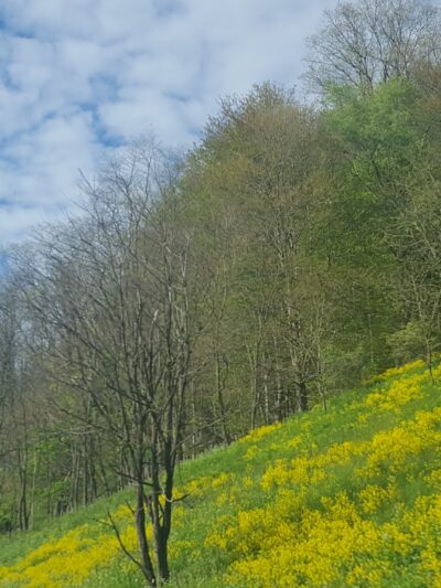 State Game Lands Number 35 - Susquehanna, PA