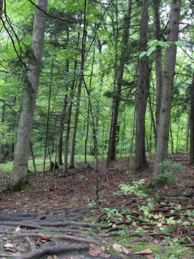 State Game Lands Number 35 - Susquehanna, PA