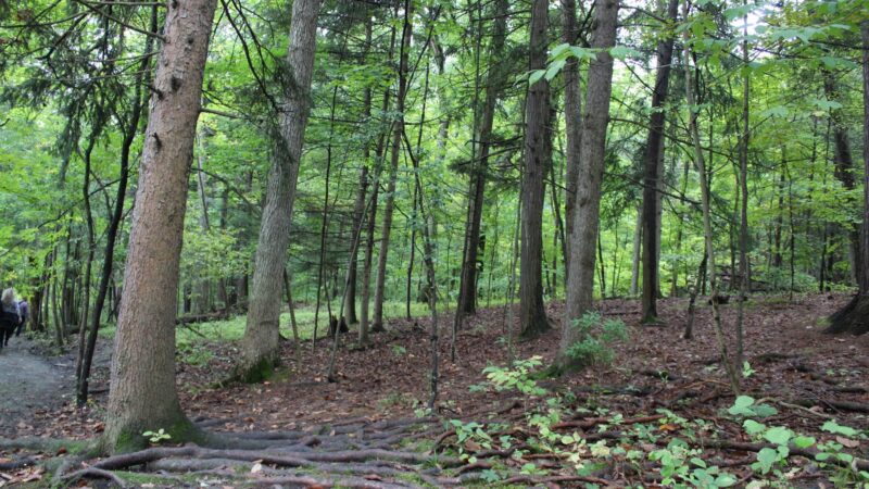State Game Lands Number 35 - Susquehanna, PA