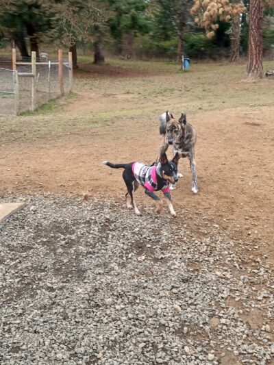 Sutherlin Dog Park - Sutherlin, OR