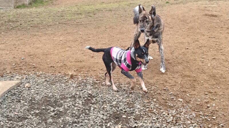 Sutherlin Dog Park - Sutherlin, OR