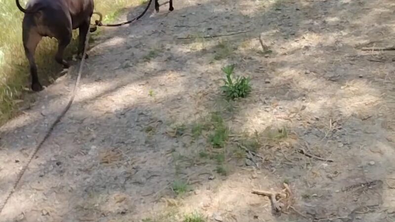 Sutter Creek Lions Park - Sutter Creek, CA