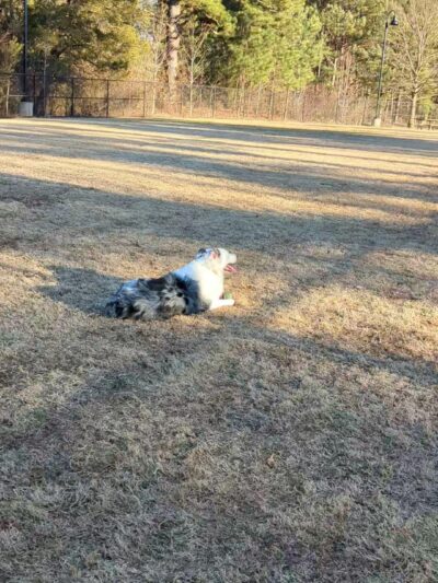 Rock Springs Park Dog Park - Suwanee, GA