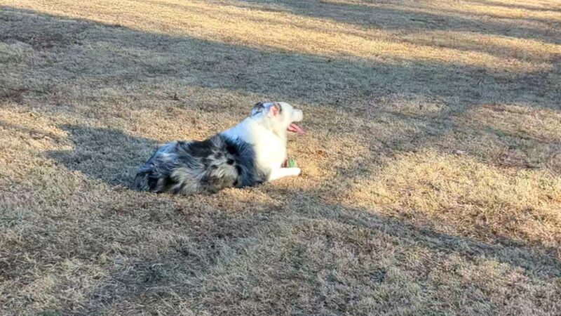 Rock Springs Park Dog Park - Suwanee, GA