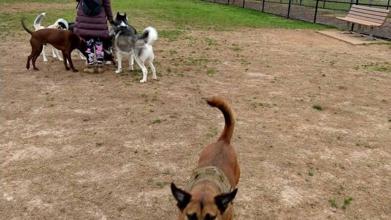 Rock Springs Park Dog Park - Suwanee, GA