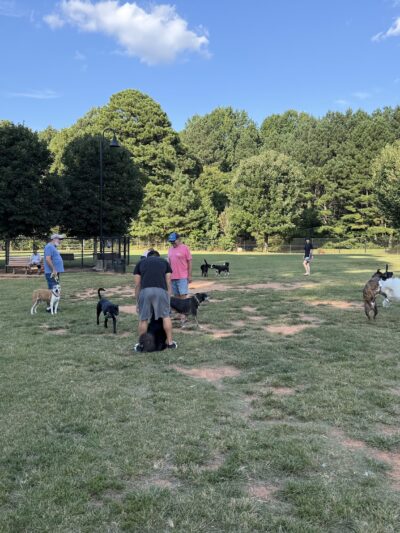Rock Springs Park Dog Park - Suwanee, GA